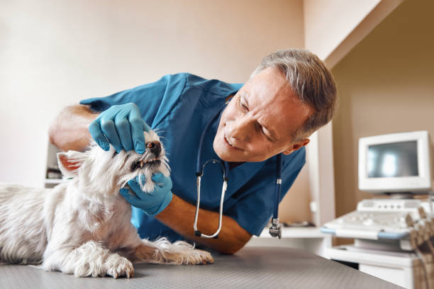 Best Weekend Emergency Dentist in Sparta, MI